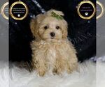 Small #3 Maltipoo