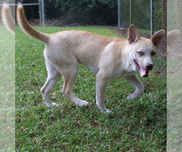 Medium Photo #2 Carolina Dog-Labrador Retriever Mix Puppy For Sale in Canton, CT, USA