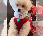 Small #7 Bichon Frise Mix
