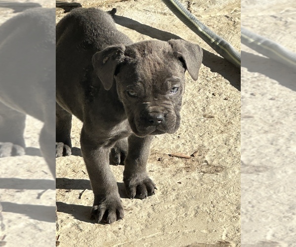 View Ad Cane Corso Puppy for Sale near California, LANCASTER, USA. ADN