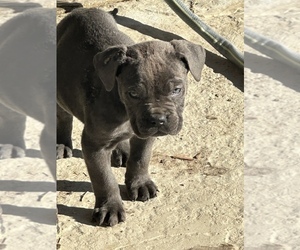 Cane Corso Puppy for sale in LANCASTER, CA, USA