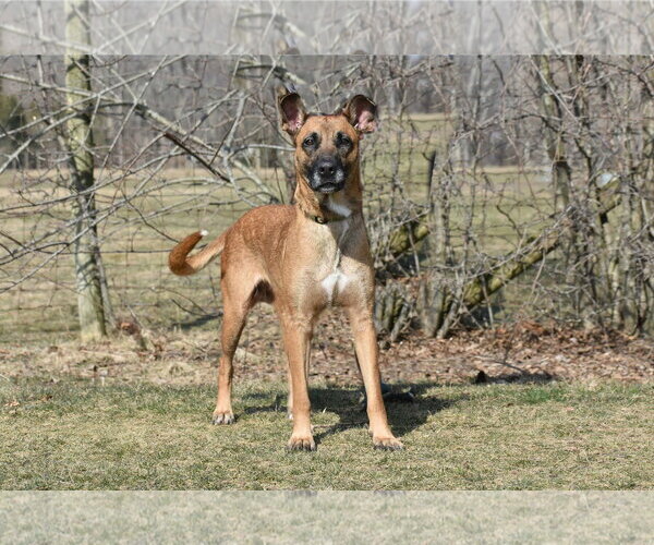 Medium Photo #4 Mutt Puppy For Sale in Spring Lake, NJ, USA