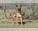 Small #3 Mutt