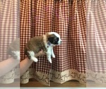 Small Photo #10 Saint Bernard Puppy For Sale in SPRINGVILLE, CA, USA