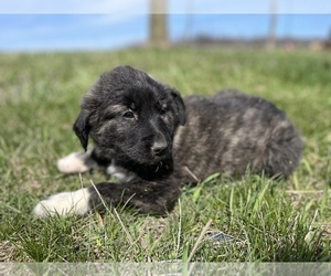 Anatolian Shepherd Puppy for sale in SILVER LAKE, IN, USA