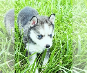 Pomsky Puppy for sale in BURTON, MI, USA