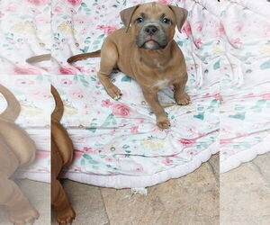 Boxer-Unknown Mix Dogs for adoption in Sanford, FL, USA