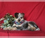 Small Photo #4 Australian Cattle Dog Puppy For Sale in CONESTOGA, PA, USA