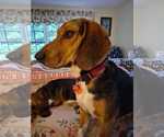 Small Photo #13 Beagle Puppy For Sale in Dunnellon, FL, USA