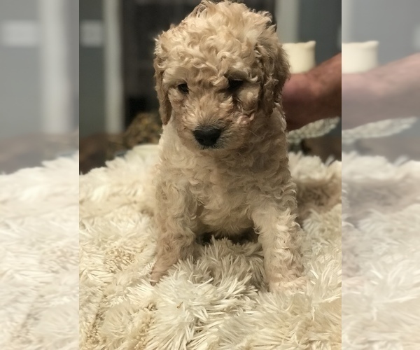 Medium Photo #8 Double Doodle Puppy For Sale in BLAKELY, GA, USA