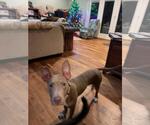 Small #16 American Staffordshire Terrier Mix