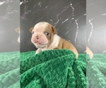 Small Photo #91 Boston Terrier Puppy For Sale in TULARE, CA, USA