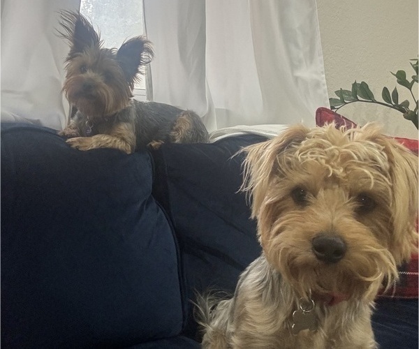 Medium Photo #1 Yorkshire Terrier Puppy For Sale in PHILLIPS RANCH, CA, USA