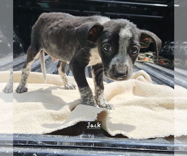 Medium Photo #2 Mutt Puppy For Sale in Corinth, MS, USA