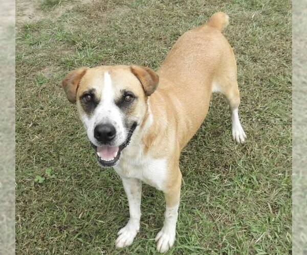 Medium Photo #2 Mutt Puppy For Sale in Anniston, AL, USA