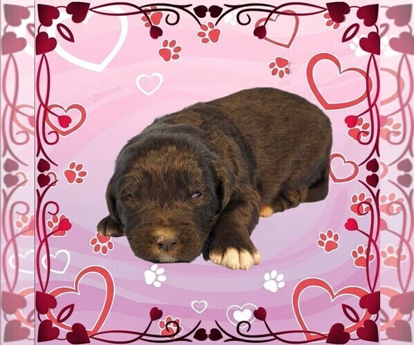 Medium Photo #12 Golden Mountain Dog Puppy For Sale in BLACK FOREST, CO, USA