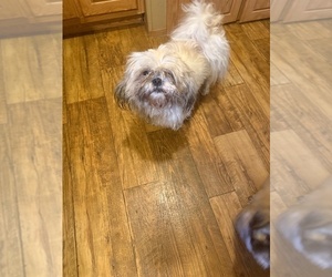 Father of the Shih Tzu puppies born on 04/11/2025