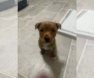 Mutt Dogs for adoption in Holly Springs, NC, USA