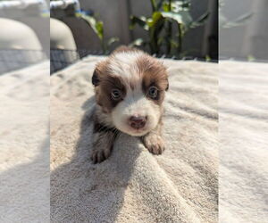 Miniature Australian Shepherd Puppy for sale in ADAIRSVILLE, GA, USA
