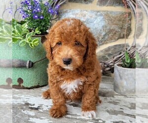 Medium Goldendoodle (Miniature)