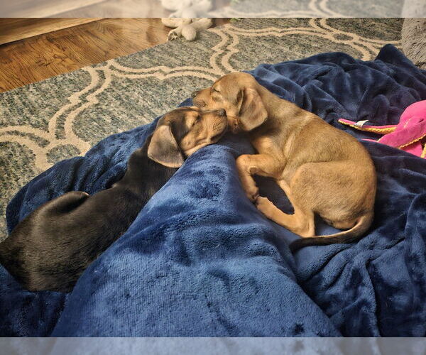 Medium Photo #2 Mutt Puppy For Sale in Springdale, PA, USA