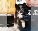 Small Photo #4 German Shepherd Dog-Siberian Husky Mix Puppy For Sale in NEOSHO, MO, USA