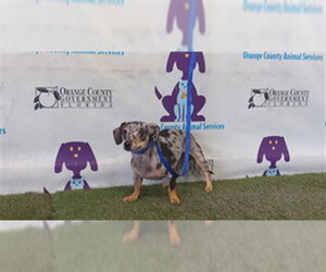 Chihuahua-Unknown Mix Dogs for adoption in Orlando, FL, USA