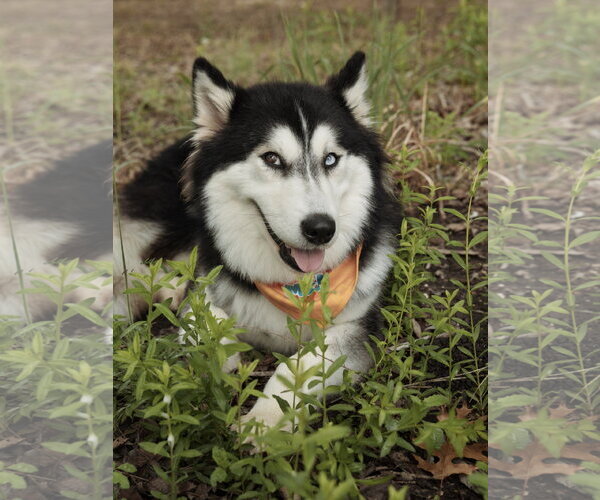 Medium Photo #4 Siberian Husky Puppy For Sale in Carrollton, TX, USA