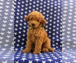 Small Photo #1 Goldendoodle Puppy For Sale in COCHRANVILLE, PA, USA