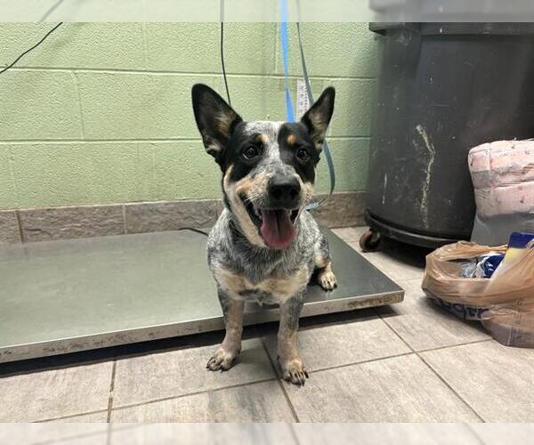 Medium Photo #1 Mutt Puppy For Sale in Grand Prairie, TX, USA