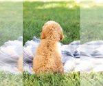 Small Photo #11 Poodle (Miniature) Puppy For Sale in SHIPSHEWANA, IN, USA