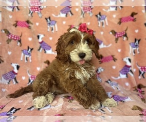 Cock-A-Poo Puppy for sale in LAKELAND, FL, USA