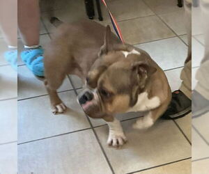 Bulldog Dogs for adoption in Virginia Beach, VA, USA