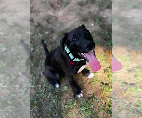 Medium Photo #2 Boxador Puppy For Sale in Boston, MA, USA
