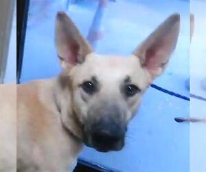 German Shepherd Dog-Unknown Mix Dogs for adoption in Tulsa, OK, USA