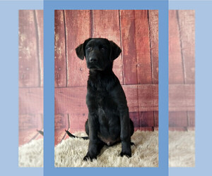Labrador Retriever-Newfoundland Mix Puppy for sale in LIBERTY, KY, USA