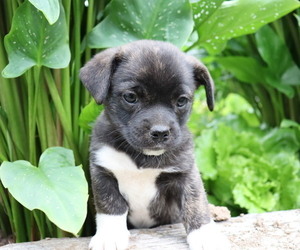 Pembroke Welsh Corgi-Pug Mix Puppy for sale in HONEY BROOK, PA, USA