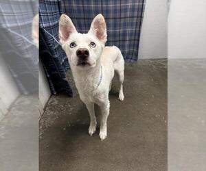 Siberian Husky Dogs for adoption in Rosenberg, TX, USA