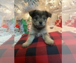 Small Photo #1 Pom-A-Nauze Puppy For Sale in INDIO, CA, USA