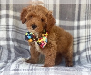 Cockapoo-Poodle (Miniature) Mix Puppy for sale in LAKELAND, FL, USA