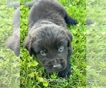 Puppy Bentley Newfoundland