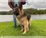 Small Photo #4 German Shepherd Dog Puppy For Sale in Essex, VT, USA