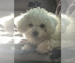 Small #1 Bichon Frise
