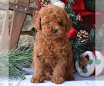 Small Photo #4 Poodle (Miniature) Puppy For Sale in MILLERSBURG, PA, USA