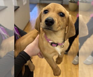 Dachshund Dogs for adoption in Mount Airy, NC, USA