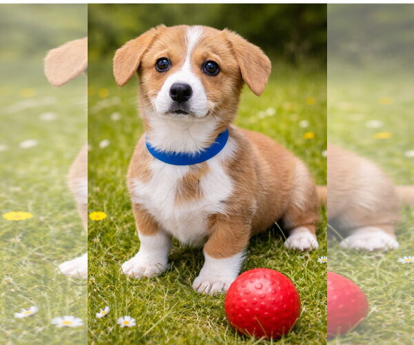 Medium Photo #1 Mutt Puppy For Sale in Bon Carbo, CO, USA