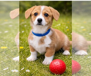 Mutt Dogs for adoption in Bon Carbo, CO, USA