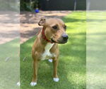 Small #7 American Staffordshire Terrier Mix