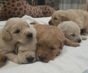 Golden Retriever Puppy for sale in SACRAMENTO, CA, USA