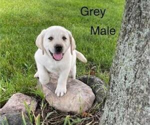 Labrador Retriever Puppy for sale in Tekonsha, MI, USA